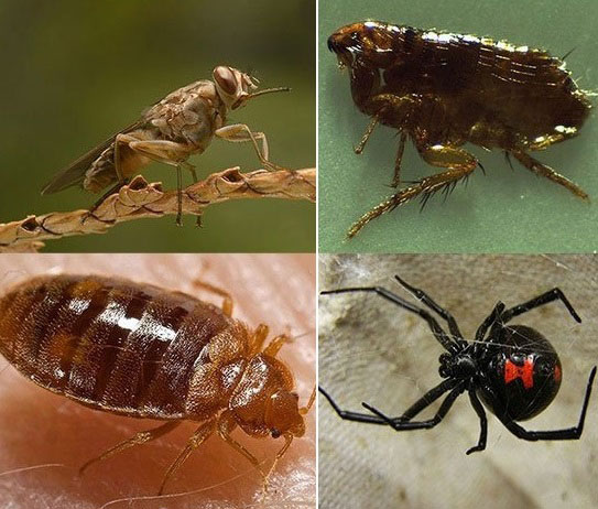 مرگبارترین حشرات دنیا در کره زمین